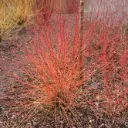 Verev kontpuu 'Annys Winter Orange' C3