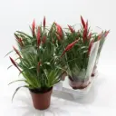 Vriisea Astrid P12/35cm