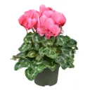 Alpikann 'Leopardo Pink' P13cm  