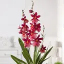 Kambria Nelly Isler valik P12/55cm 