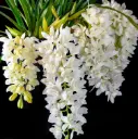 Tsümbiidium 'Ice Cascade' 3-4v 14/60cm