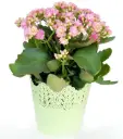 Blossfeldi kalanhoe Easter valik P12/24cm 