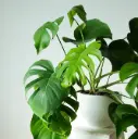 Meeldiv monstera P17/65cm 