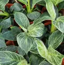 Filodendron White Veins 12/30 