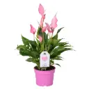 Flamingolill 'Lilli' P9/30cm