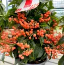 Täkiline ardiisia 'Bos Premium' P14/35cm