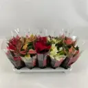 Jõulutäht haruline mix P11/30cm
