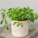 Häbelik mimoos P9/10cm