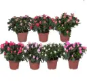 Asalea Multicolor P12/23cm