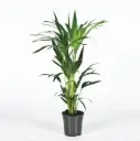 Forsteri kentiapalm P21/150cm 