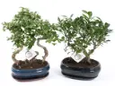 Bonsai seade 'Traditional' P25/45cm