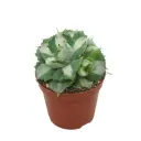Meelisagaav Ouhi-Raijin variegata P8,5/15cm