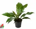 Flamingolill  Jungle Bush  P21/60cm