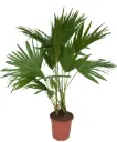 Ümaralehine lehvikpalm P21/100cm