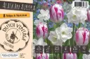 Alaskan Aurora' mix 8tk 