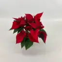 Jõulutäht Christmas Feelings ⌀10,5cm