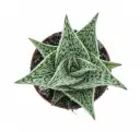 Aaloe 'Tribal' P8,5cm 
