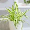 Tups-rohtliilia 'Variegatum' P12/20cm  