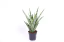 Kolmevöödiline havisaba Pineapple P10.5/25cm