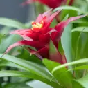 Bromeelia Vriesea P9cm