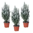 Ebaküpress Ellwoodii lumine P9/30cm 