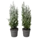 Ebaküpress Ellwoodii lumine P13/50cm 