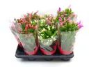 Jõulukaktus valik P10,5/30cm 