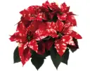 Jõulutäht haruline valik P13cm 30cm