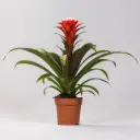Gusmaania 'Hope' P12/40cm 
