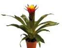 Gusmaania 'Yeltix' P13/50cm 