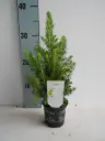 Kanada kuusk 'Conica' 9Ø 25cm 
