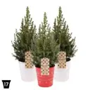 Kanada kuusk deko potis 17Ø 60cm