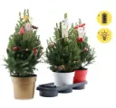 Kanada kuusk 'December' tuledega 19Ø 60cm
