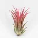 Kanniktillandsia 'Ionantha Red Large' 6/6