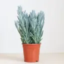 Curio ficoides 'Mount Everest' P15cm 