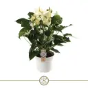 Flamingolill 'White Champion' P17/60cm 