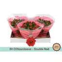 Blossf.kalanhoe Calandiva CHR 27cm 