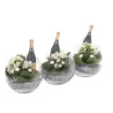 Blossfeldi kalanhoe seades CHR P12 15cm 