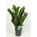Sulgvõhk 'Lucky' ⌀17cm 60cm