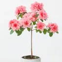 Asalea Hellmut Vogel püramiid P17/60cm