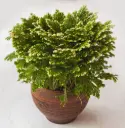 Martensi selaginell Jori P9/15cm 