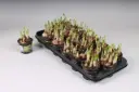 Nartsiss 'Tete a Tete' P9/11cm