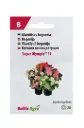 Begoonia 'Super Olympia®'