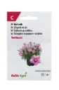 Nelk 'RoseQuartz'