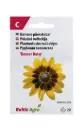 Päevakübar 'Denver Daisy'