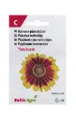 Päevakübar 'Toto Rustic'