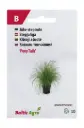 Stepirohi 'Pony Tails'
