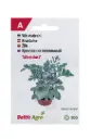 Vilt-ristirohi 'Silverdust' 100 pilli