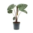 Alokaasia 'Yucatan Princess' P17/65cm