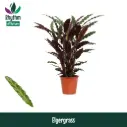 Habe-vöötlehik  'Elgergrass' P17/65cm